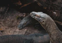 Mengenal Komodo: Naga tanpa Sayap yang Hanya Ada di Indonesia