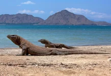 Taman Nasional Komodo: Situs Warisan Dunia UNESCO sejak 1991