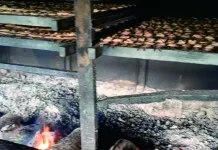 Peluang Emas Usaha Ikan Salai Patin di Kampar