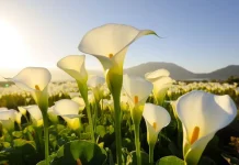 Mengenal Bunga Calla Lily