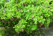 Berkebun Lengkeng agar Berbuah Lebat  Sepanjang Musim