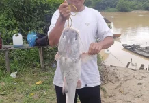 Ikan Geso di Sungai Kampar Target Favorit Para Angler