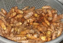Kunyit, Tanaman Rempah Kaya Manfaat