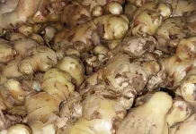 Jahe Bermanfaat untuk Kesehatan