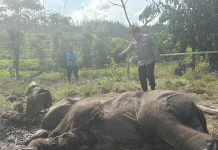 Anak Gajah Mati Kena Jerat di Taman Nasional Tesso Nilo