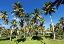 Program Peremajaan Kelapa di Inhil Terhambat Masalah Infrastruktur