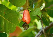 Manfaat Kesehatan dan Potensi Ekonomi Tanaman Jambu Monyet