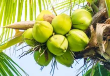 Petani Inhil Merasa Tertekan, Harga Kelapa Anjlok hingga Rp2.700 per Kg