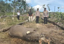 Polisi Tetapkan Tersangka Kematian Gajah Tesso Nilo Ditangkap