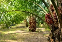 Pemkab Rohul Sebut PTPN IV Telah Jalankan Kewajiban Plasma