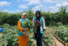 Kisah Murni Menjaga Warisan Kesehatan Dunia di Duri