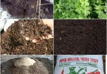 Tiga Bahan Alternatif Pengganti Pupuk Kandang