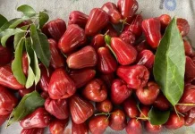 Jambu Buah Tropis Kaya Manfaat Bagi Kesehatan