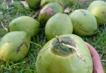 Manfaat Kelapa Muda untuk Buka Puasa di Bulan Ramadan