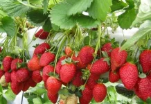Mengenal Strawberry California