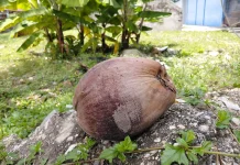 Beragam Manfaat dari Kelapa Tua
