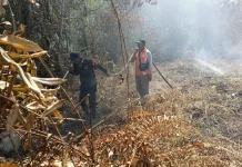 BMKG Ingatkan Ancaman Karhutla Tahun Ini Meningkat