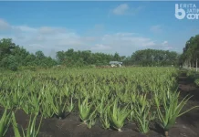 Lidah Buaya si Tanaman Serbaguna dari Jazirah Arab