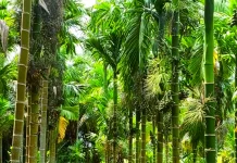Perkebunan Pinang Betara yang semakin diminati petani