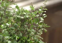 Manfaat Herbal Ruku-Ruku