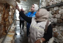Spora Kemandirian di Tapung Hulu: Ibu-Ibu Seroja Rintis Sentra Jamur Tiram