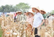 Wako H. Paisal Dukung Swasembada  Pangan Nasional
