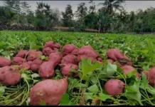 Makan Ubi Rebus, Lebih Sehat Daripada Digoreng atau Dipanggang?