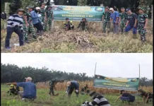 Satgas TMMD Pekanbaru Tanam Jagung Cabai Ubi Bersama Warga