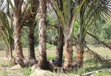 Mengenal Morfologi Tanaman Sagu