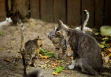 Jangan Panik! Tips Aman Melerai Kucing Berkelahi