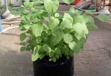 Cara Menanam Bayam di Rumah dengan Mudah