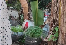 Hilangkan Stres dengan Cara Berkebun