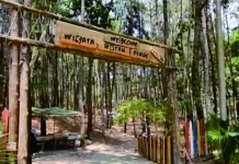 Hutan Pinus Kampar Destinasi Favorit Wisatawan Lokal
