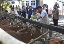 Distribusi Vaksin dan Obat Hewan Capai 37 Ribu Unit