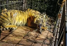 Anak Harimau Sumatra yang Memangsa Ternak Warga Diamankan di Pelalawan