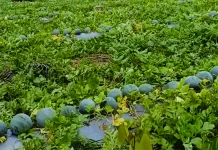Rahasia Sukses Berkebun Semangka di Riau
