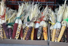 Sejarah Warna-Warni Jagung sebelum Dominasi Kuning