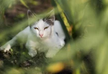 Makna Alam dari Induk Kucing