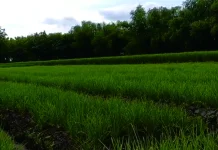 Panduan Lengkap Menanam Bawang Merah untuk Pemula