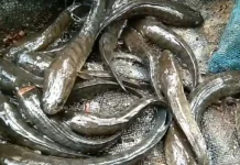Manfaat Ikan Gabus untuk Kesehatan Tubuh