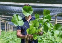 Mengenal Tanaman Wasabi, si Pedas Khas Jepang yang Sulit Dibudidayakan
