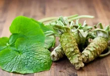 Habitat hingga Manfaat Wasabi, Tanaman Khas Jepang yang Kaya Khasiat