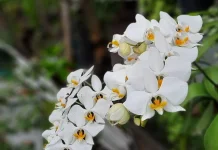 Mengenal Morfologi Tanaman Anggrek Bulan, Salah Satu Bunga Puspa Indonesia