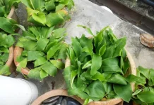 Mengenal Kencur, Tanaman Herbal Kaya Manfaat dan Mudah Ditemukan