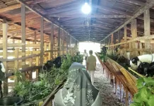 Empat jenis pakan penggemukan kambing agar ternak lebih berbobot