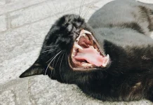 Cara Aman Hentikan Kucing Berkelahi