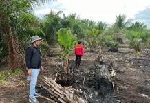 Polisi Tangkap Pelaku Pembakar Hutan dan Lahan Seluas 500 Hektare di Pelalawan