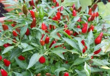 Tanaman Cabai, si Pedas Bahan Dasar Sambal