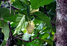 Mengenal Tanaman Mengkudu, Buah Beraroma Khas dengan Segudang Manfaat Herbal