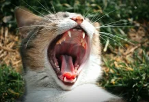 Infeksi Purulent Tenosynovitis akibat Gigitan Kucing